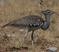 Kori Bustard