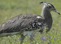 Kori Bustard