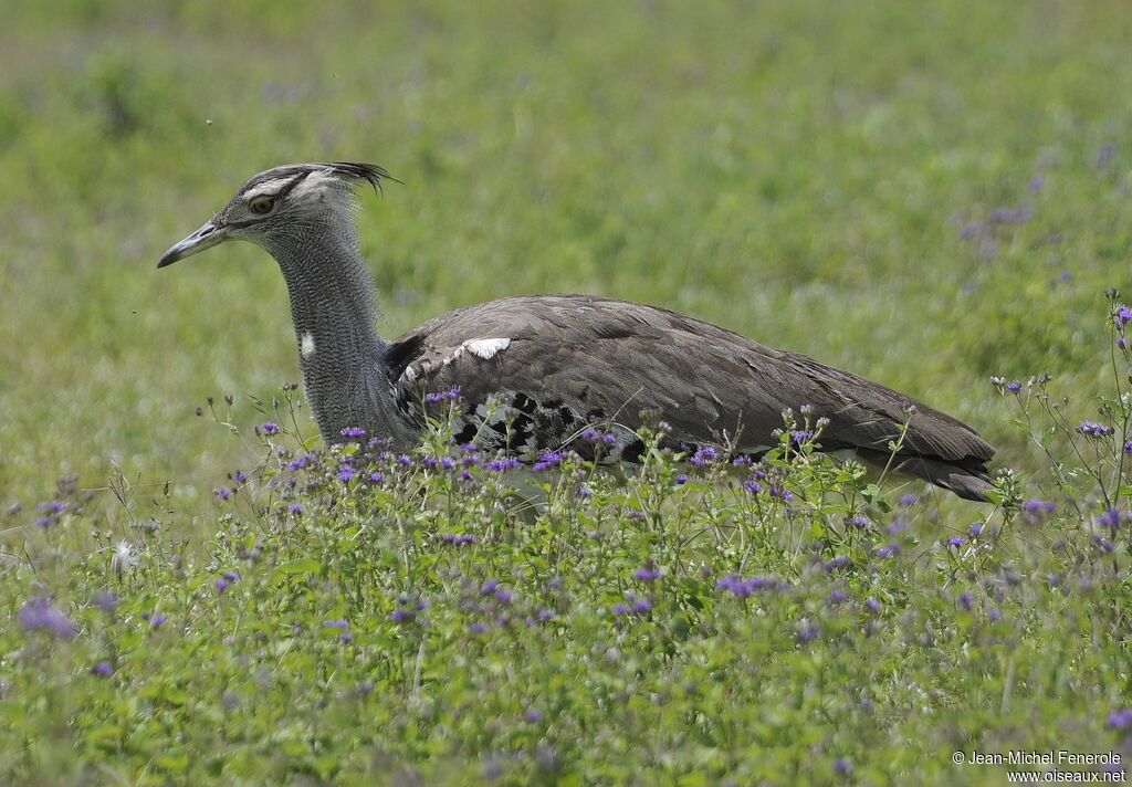 Kori Bustard