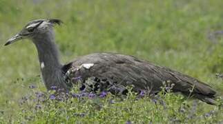 Kori Bustard