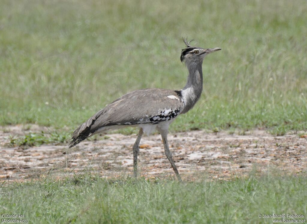 Kori Bustard