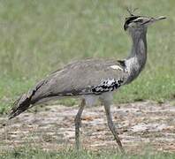 Kori Bustard