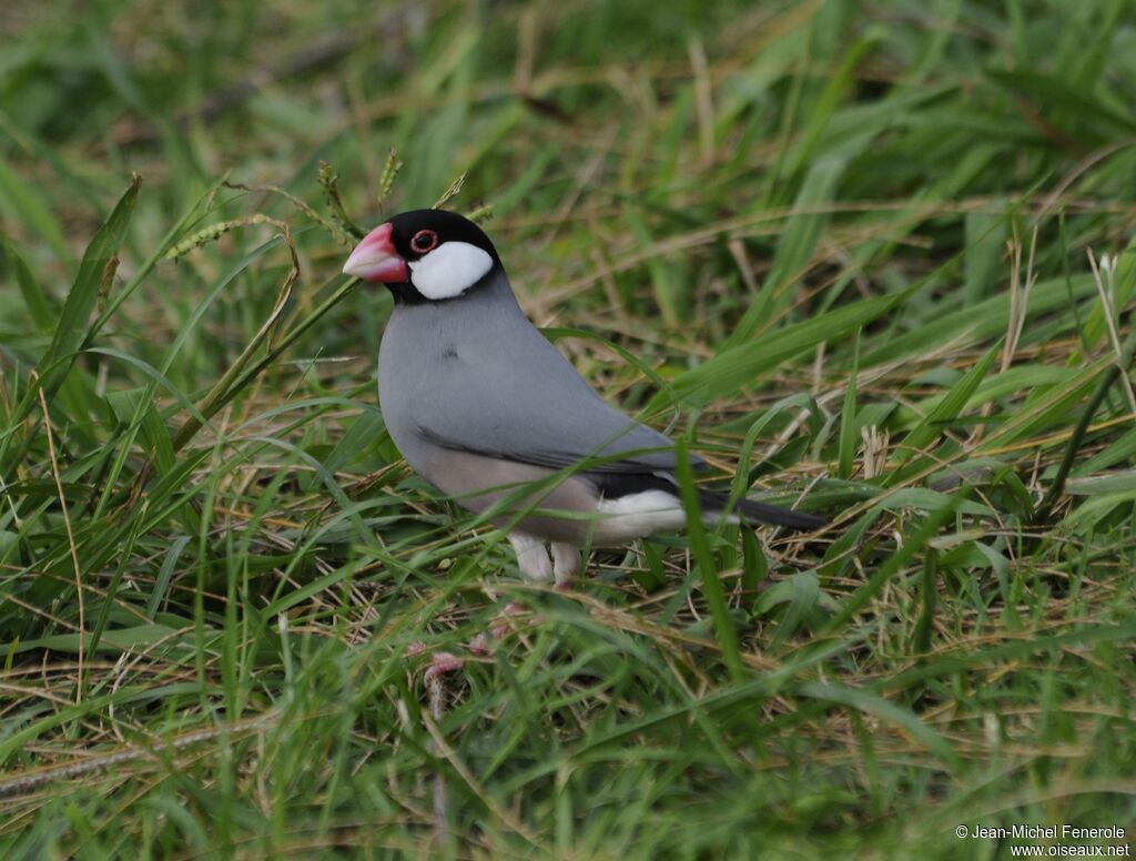 Java Sparrow