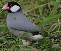 Java Sparrow