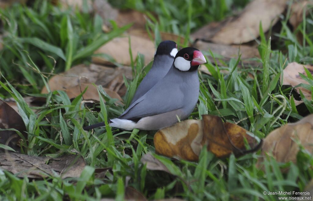 Java Sparrow