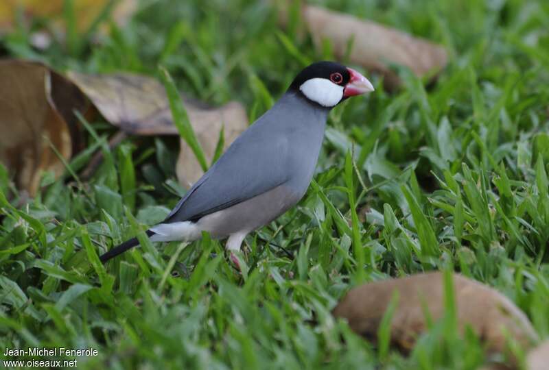 Java Sparrowadult, identification