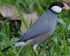 Java Sparrow