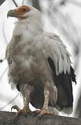 Palm-nut Vulture