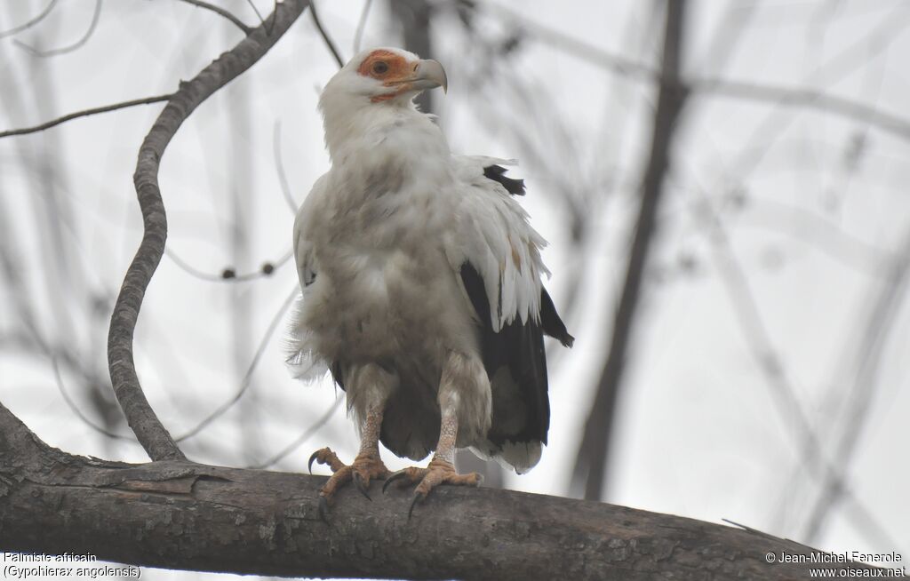 Palm-nut Vulture