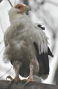 Palm-nut Vulture