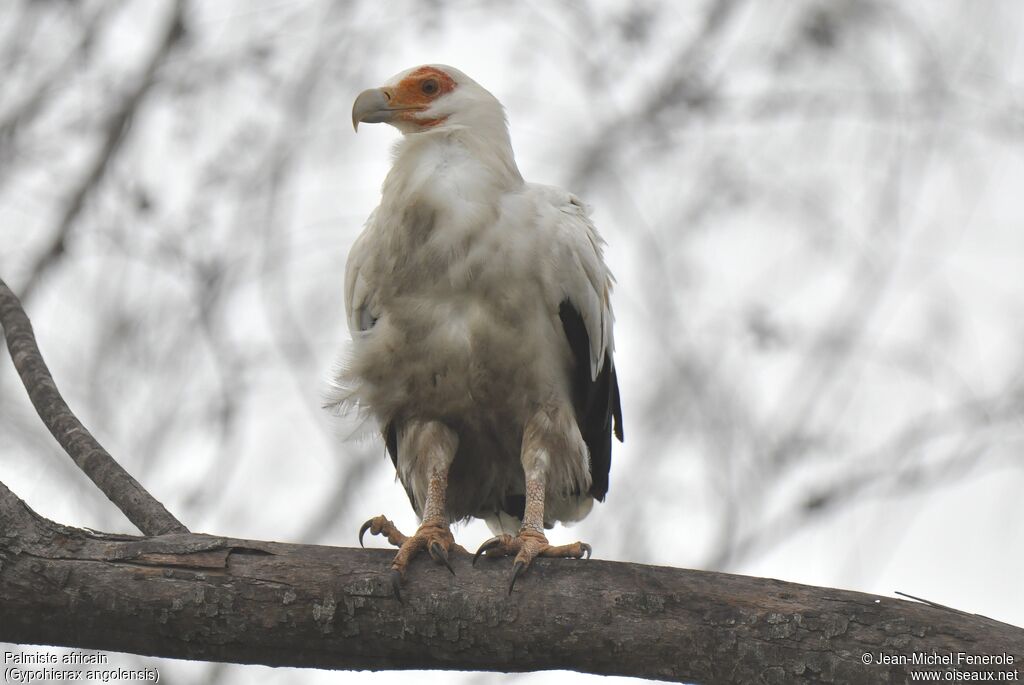 Palm-nut Vulture