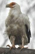 Palm-nut Vulture