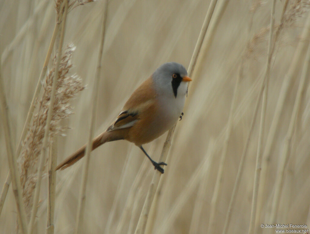 Bearded Reedling male adult