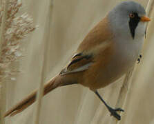 Bearded Reedling