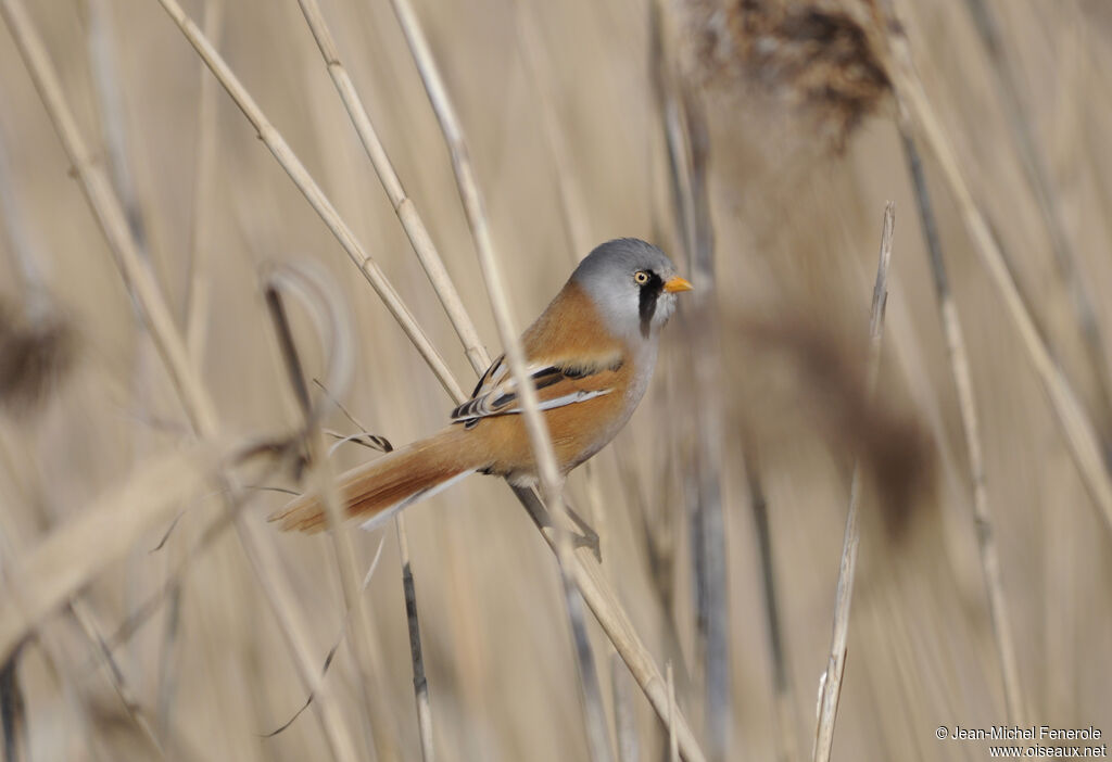 Bearded Reedling male adult