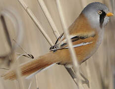 Bearded Reedling