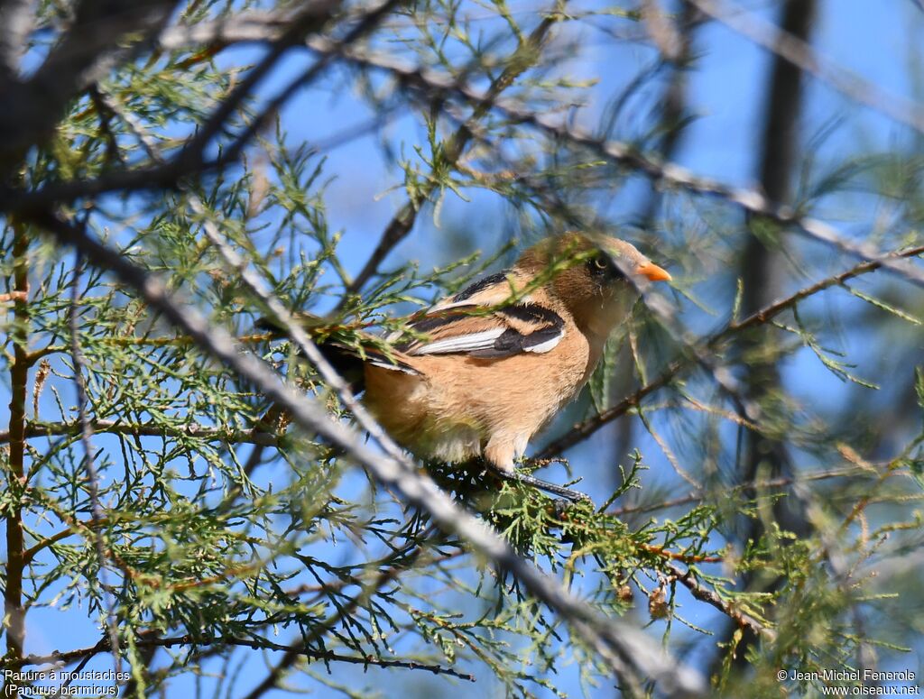 Bearded Reedling