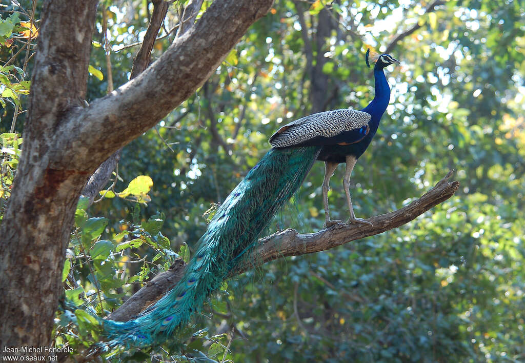 Paon bleu mâle adulte, habitat, pigmentation, Comportement