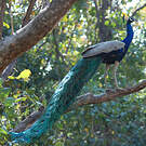 Paon bleu