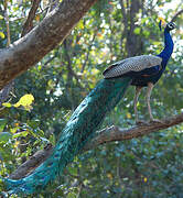 Indian Peafowl