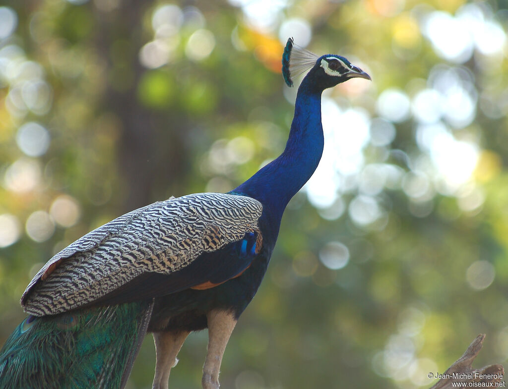 Indian Peafowl