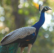 Indian Peafowl