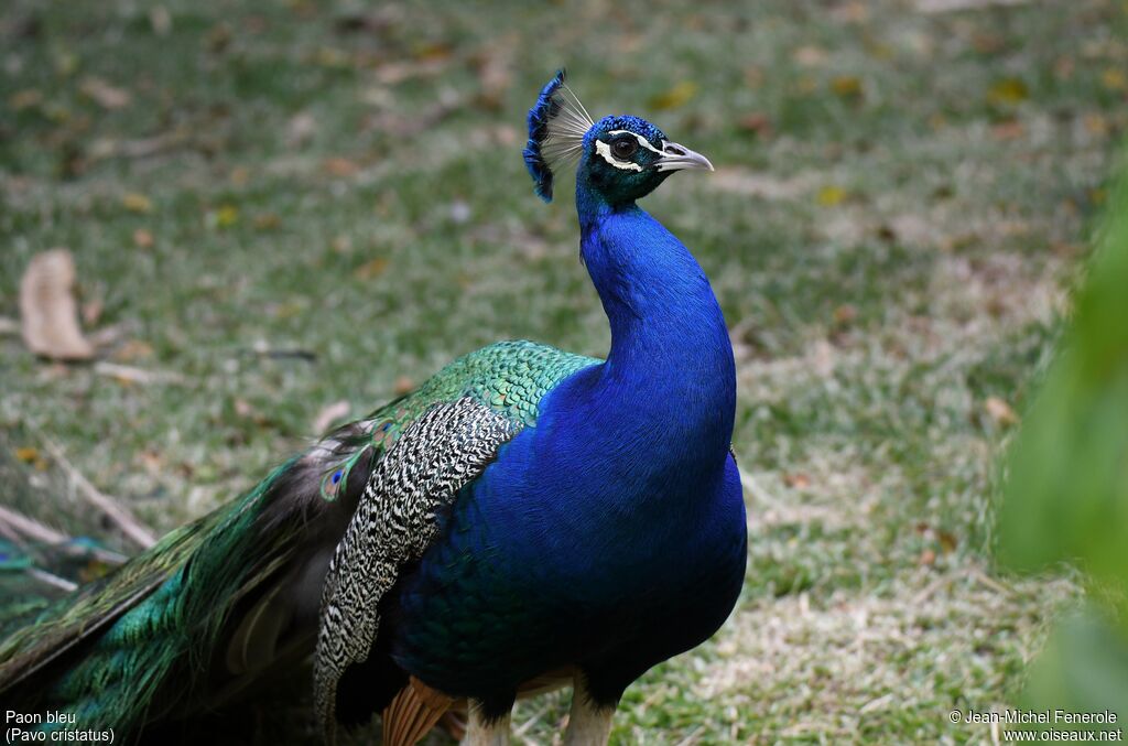 Indian Peafowl