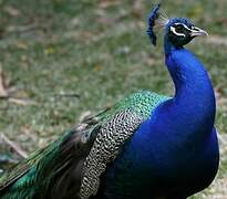 Indian Peafowl