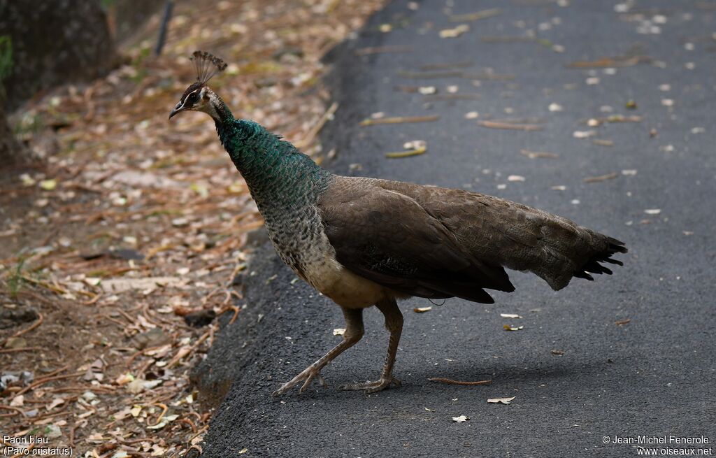 Indian Peafowl female