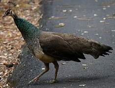 Indian Peafowl