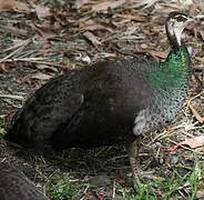 Indian Peafowl