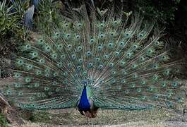 Indian Peafowl