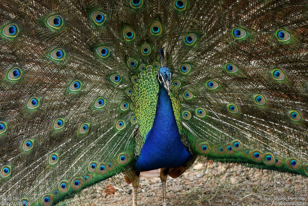 Indian Peafowl