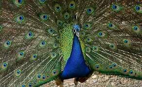 Indian Peafowl