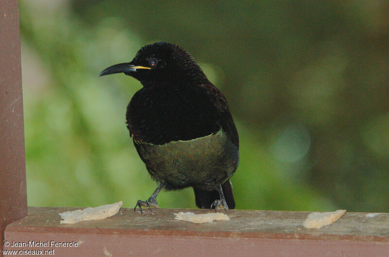 Victoria's Riflebird male adult