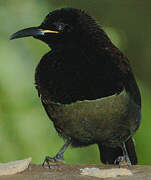 Victoria's Riflebird