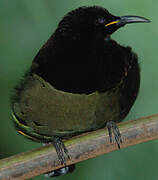 Victoria's Riflebird