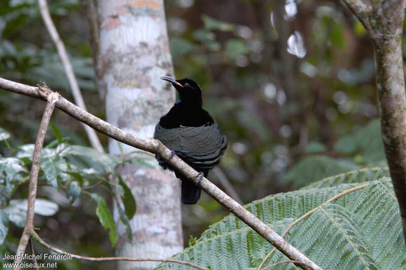 Victoria's Riflebird male adult