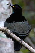 Victoria's Riflebird