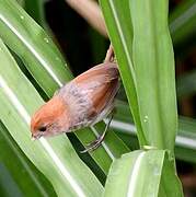Paradoxornis de Webb