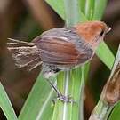 Paradoxornis de Webb