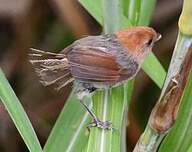 Paradoxornis de Webb