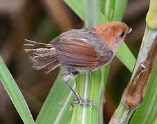 Paradoxornis de Webb
