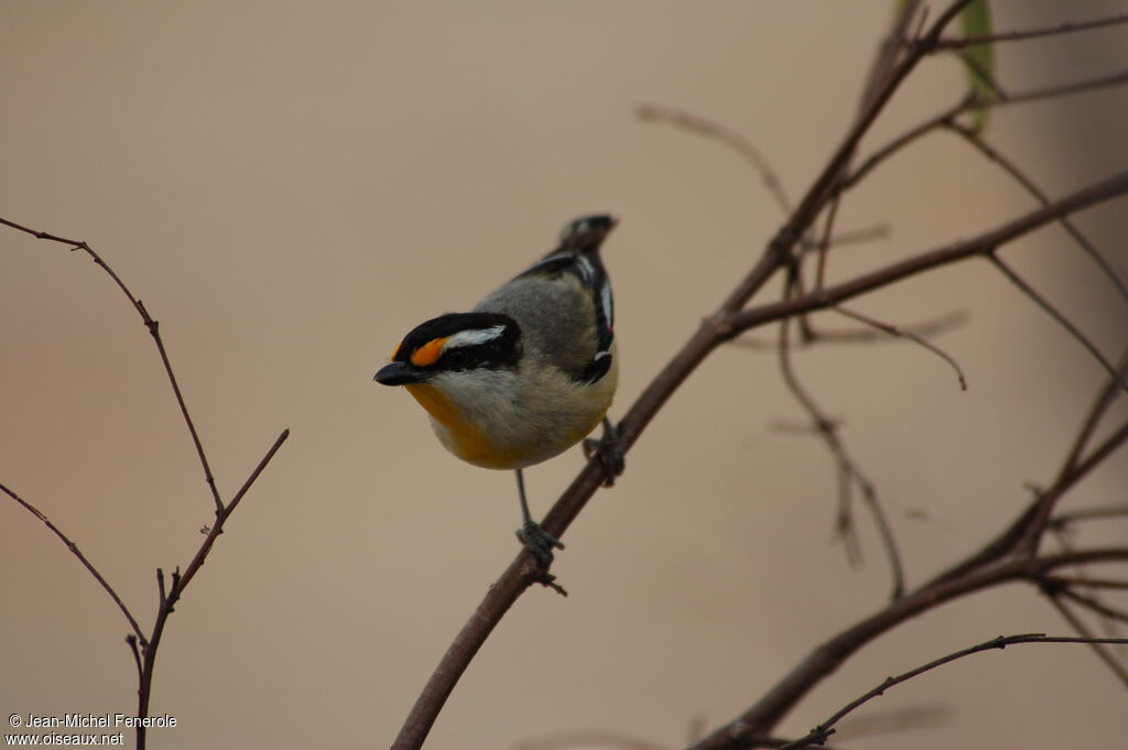 Striated Pardalote (melanocephalus)