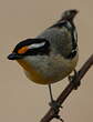 Pardalote à calotte noire