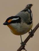 Striated Pardalote (melanocephalus)