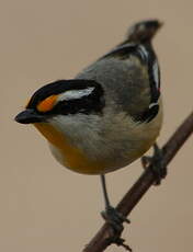 Pardalote à calotte noire