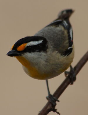 Pardalote à calotte noire