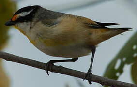 Striated Pardalote (melanocephalus)