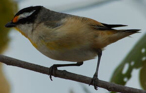 Pardalote à calotte noire